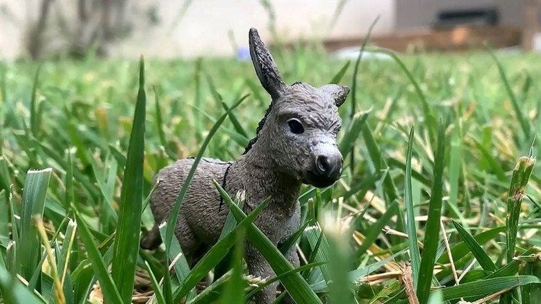 кадр из фильма The Conversations of Donkey and Rabbit