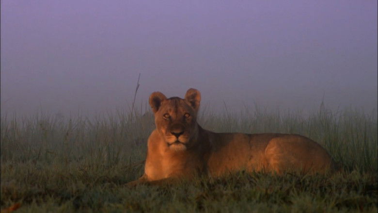 кадр из фильма Swamp Lions