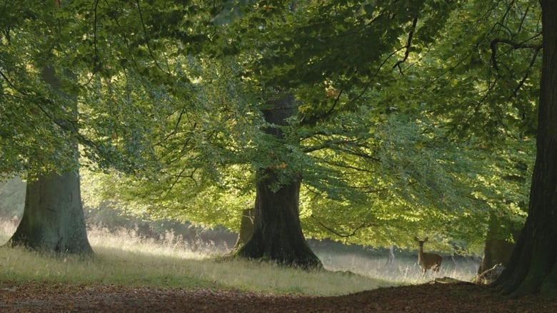 кадр из фильма Das geheime Leben der Bäume