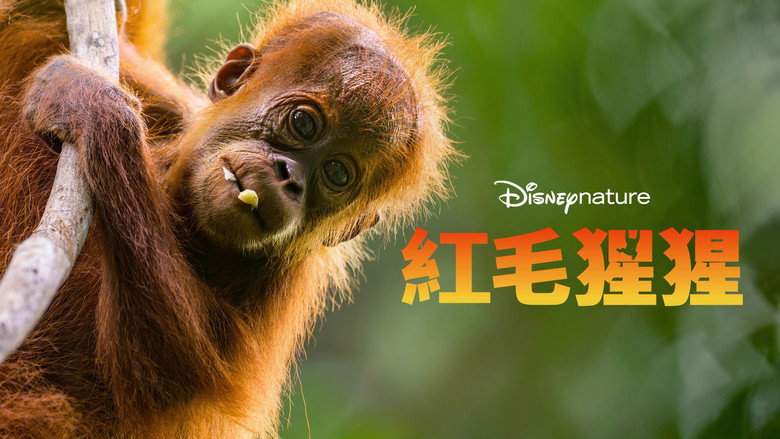 кадр из фильма Orangutan