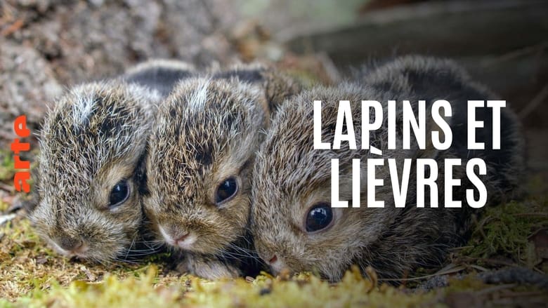 кадр из фильма Lapins et lièvres - La Fabuleuse histoire des grandes oreilles