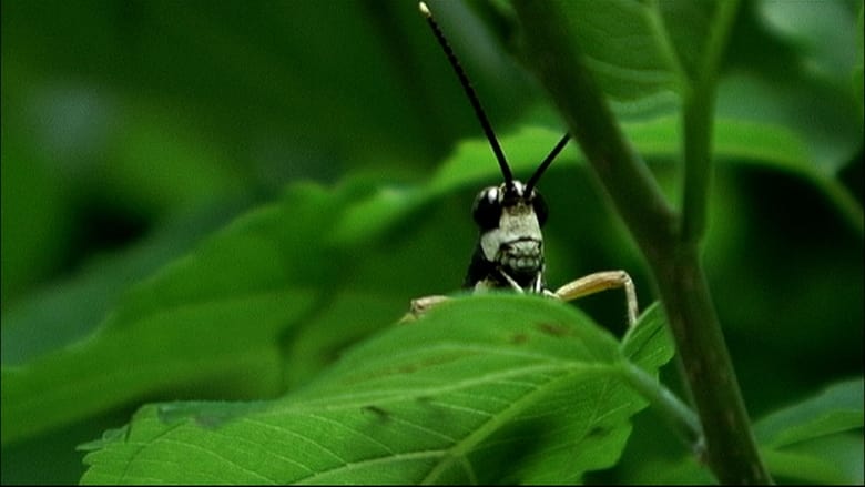 кадр из фильма Beetle Queen Conquers Tokyo