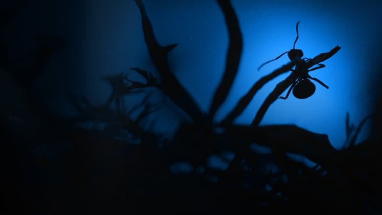 кадр из фильма Le Royaume des fourmis