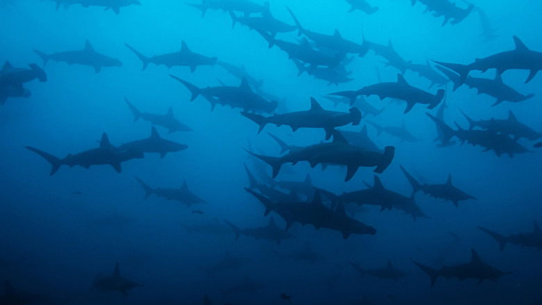 кадр из фильма Акулы И Луна. Удивительная Связь