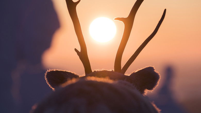 кадр из фильма Приключения оленёнка