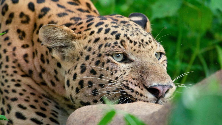 кадр из фильма Leopard Dynasty – The Rise of Rana