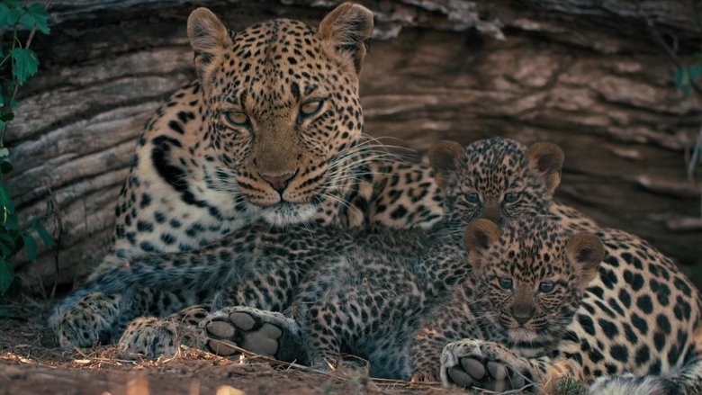 кадр из фильма Mashatu, terre de léopards