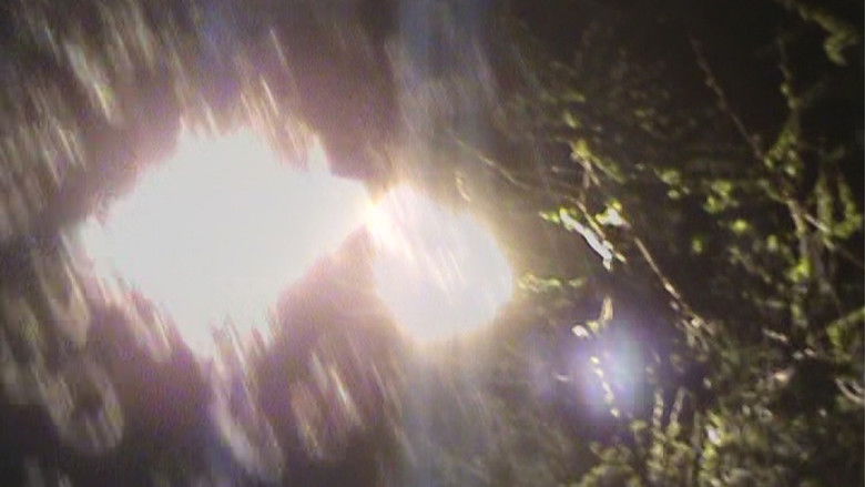 кадр из фильма light blossom