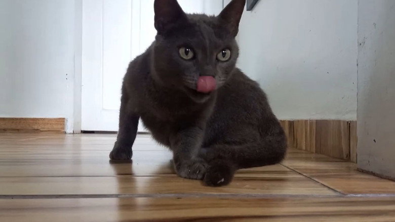 кадр из фильма Gatos e Câmeras