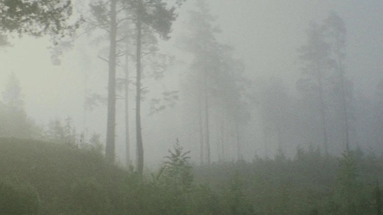 кадр из фильма Miške