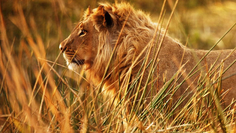 кадр из фильма Wild Botswana