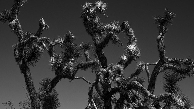 кадр из фильма The Stoning of a Temptress