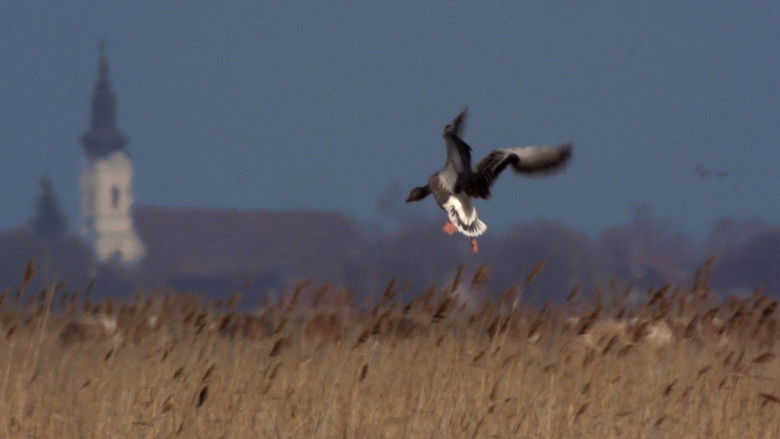 кадр из фильма Vad Kunság – A Puszta rejtett élete