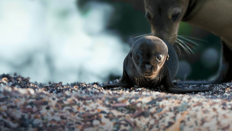 кадр из фильма Sea Lions of the Galapagos