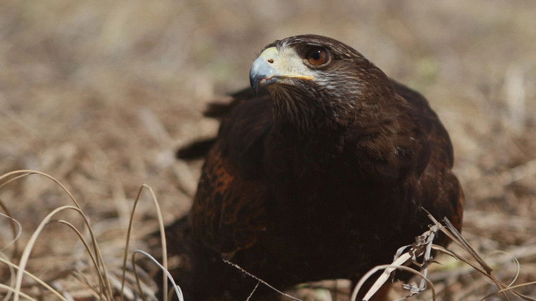 кадр из фильма Trajeto do Desmoronamento