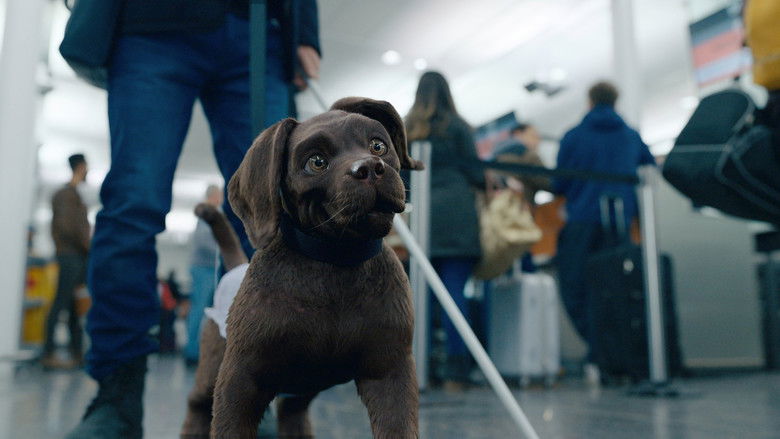 кадр из фильма Кот и пёс