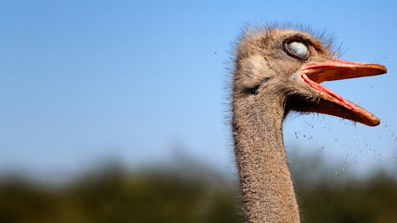 кадр из фильма Strangest Bird Alive