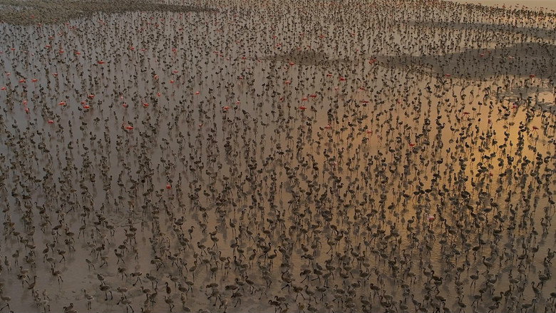 кадр из фильма Flamingos: La vida después del meteorito