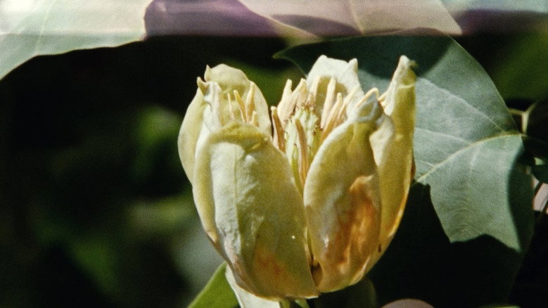 кадр из фильма Sept promenades avec Mark Brown