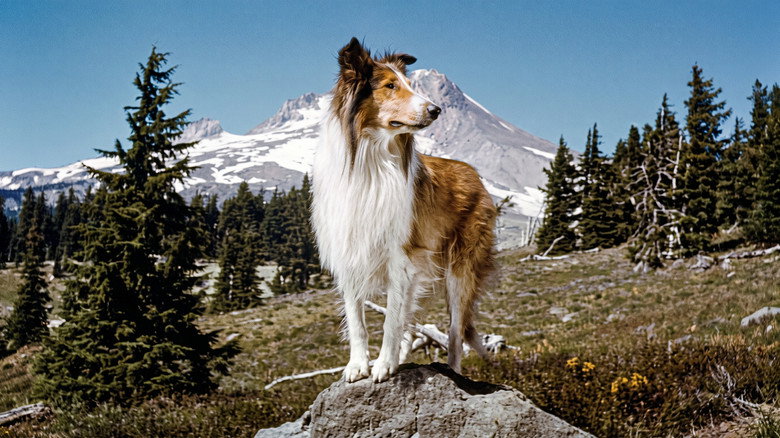 кадр из фильма Lassie and the Flight of the Cougar