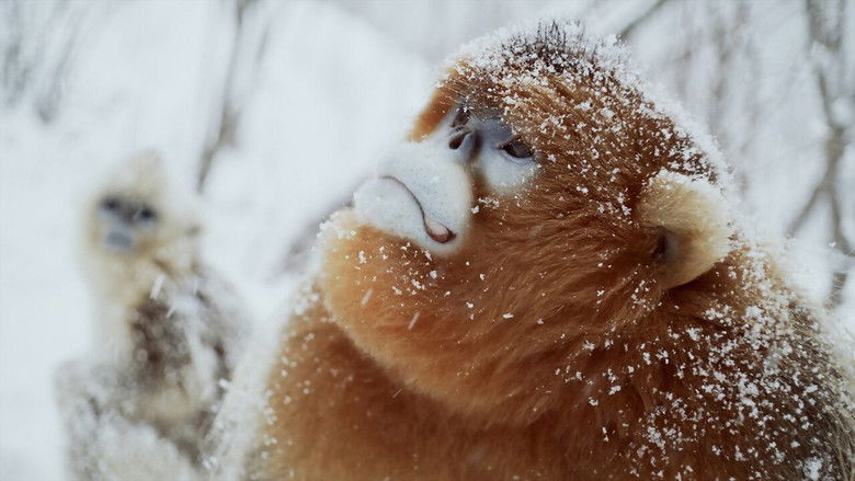кадр из фильма Souvenirs d'un singe doré