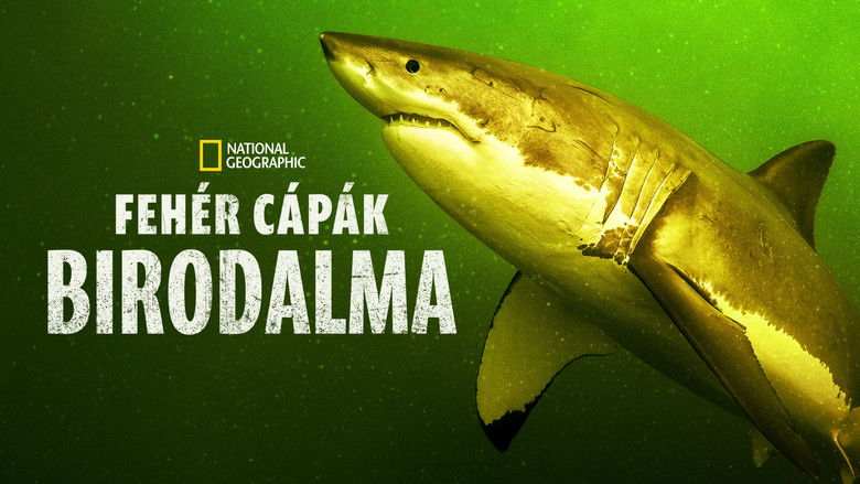 кадр из фильма Возвращение белой акулы