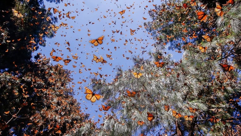 кадр из фильма Flight of the Butterflies