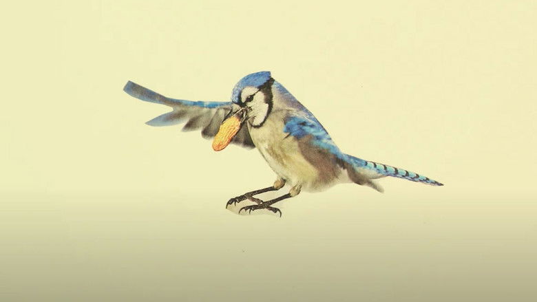 кадр из фильма The Light of the Sky Reflects off the Wings of a Blue Jay