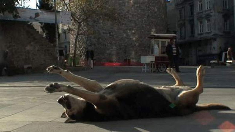 кадр из фильма Taşkafa, Stories of the Street