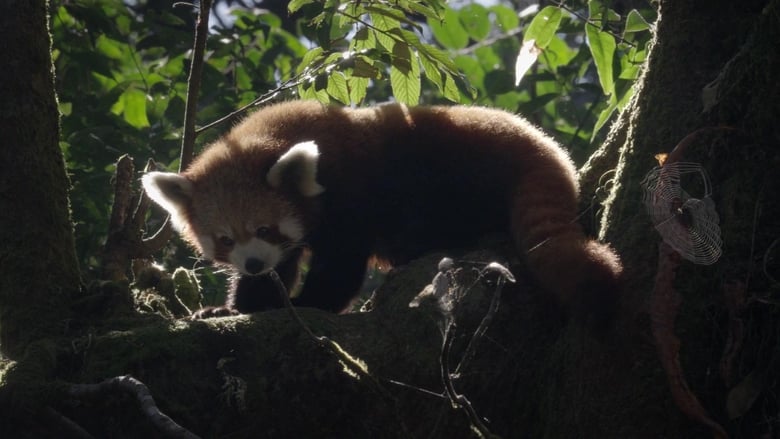 кадр из фильма Red Panda: World's Cutest Animal