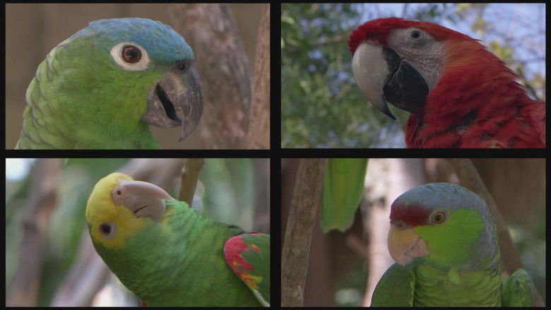 кадр из фильма Planet Parrot