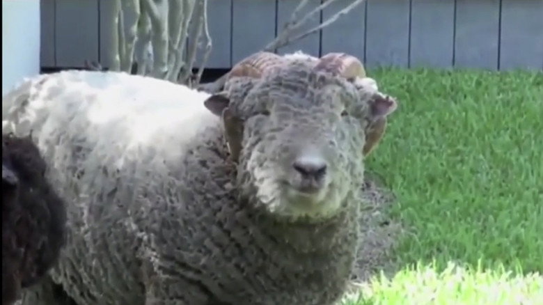 кадр из фильма The Incubus