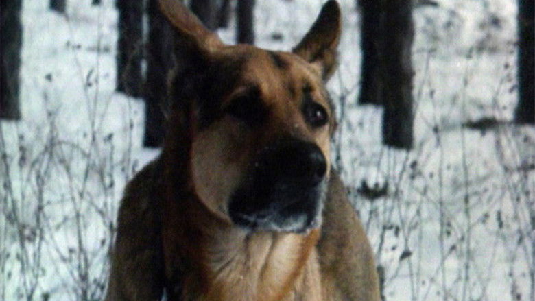 кадр из фильма Верный Руслан (История караульной собаки)