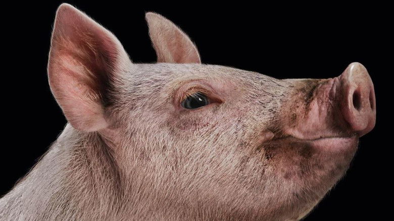 кадр из фильма Охота