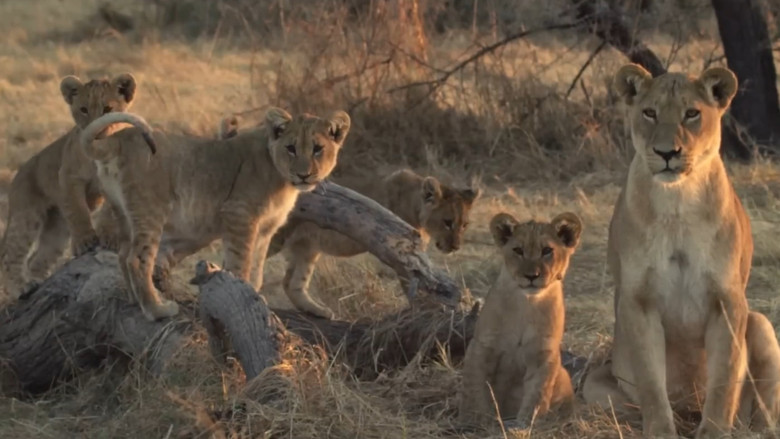 кадр из фильма Lion Brothers: Cubs to Kings