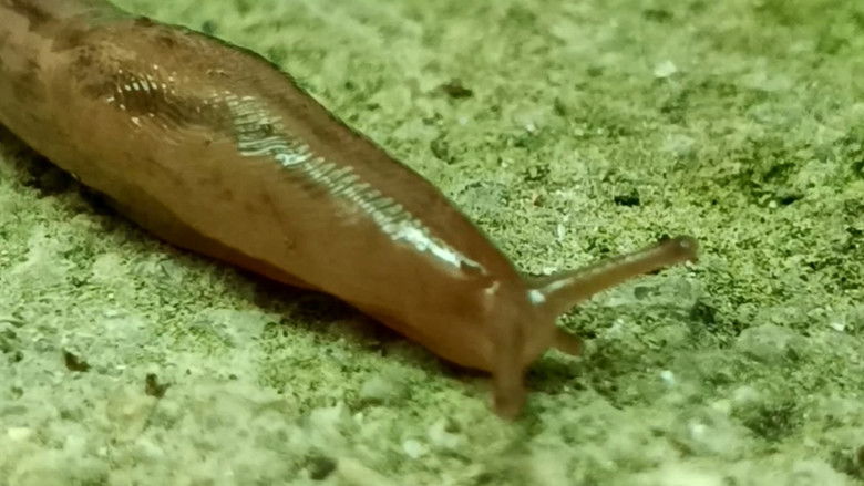 кадр из фильма Epiglote