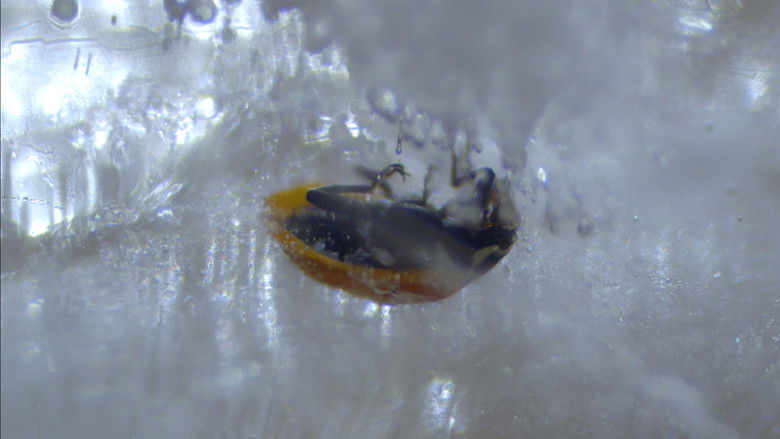 кадр из фильма Locust Lane