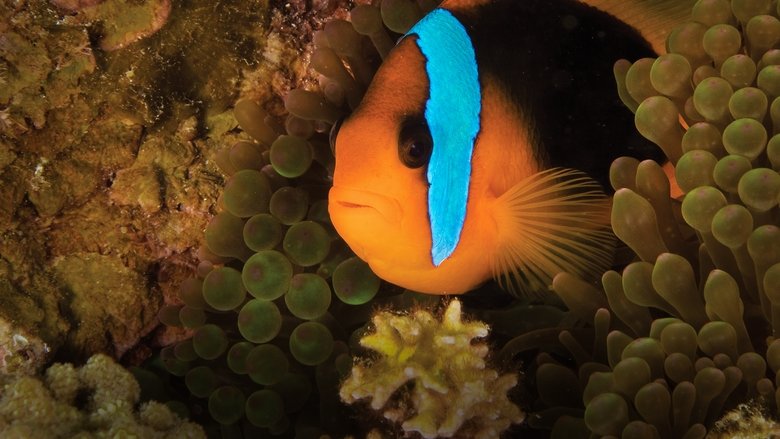 кадр из фильма Океаны