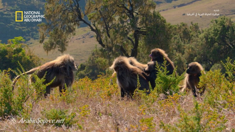 кадр из фильма Africa's Wild Geniuses