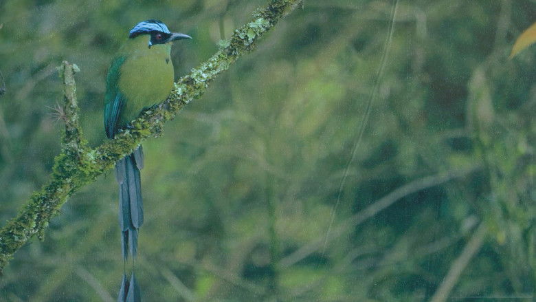 кадр из фильма Disfonías