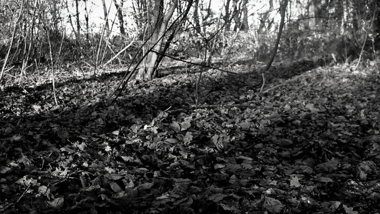 кадр из фильма the forest of great mystery and emptiness