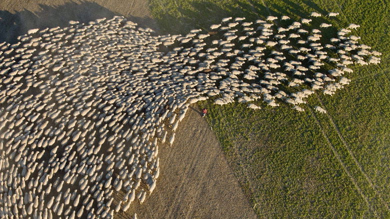 кадр из фильма Wild & Wool