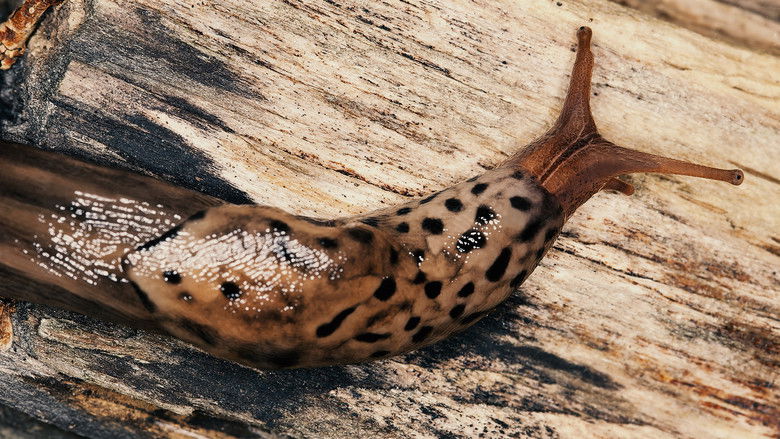 кадр из фильма World's Weirdest: Extreme Body Parts