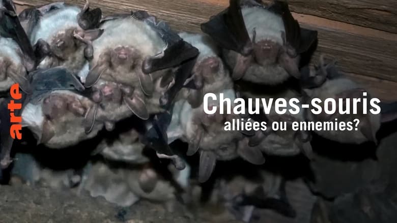 кадр из фильма Chauve-souris: alliée ou ennemie?