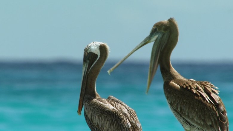 кадр из фильма Cuba's Wild Revolution