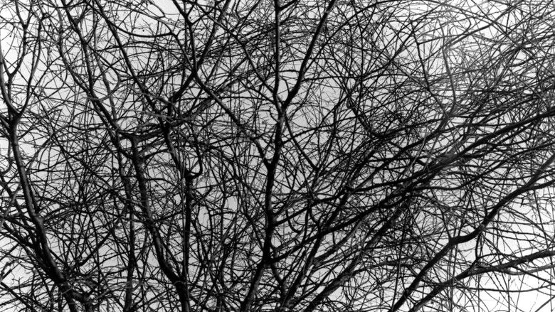 кадр из фильма Aboio