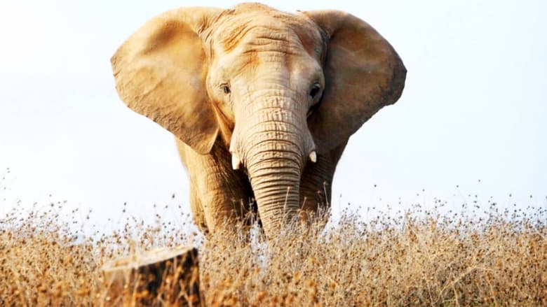 кадр из фильма В защиту слонов