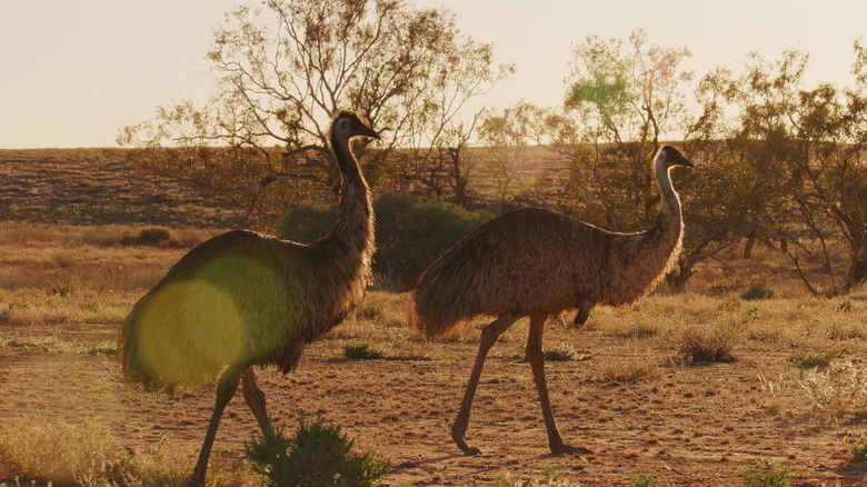 кадр из фильма Australia: The Wild Continent