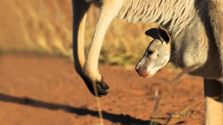 кадр из фильма The Kangaroo King