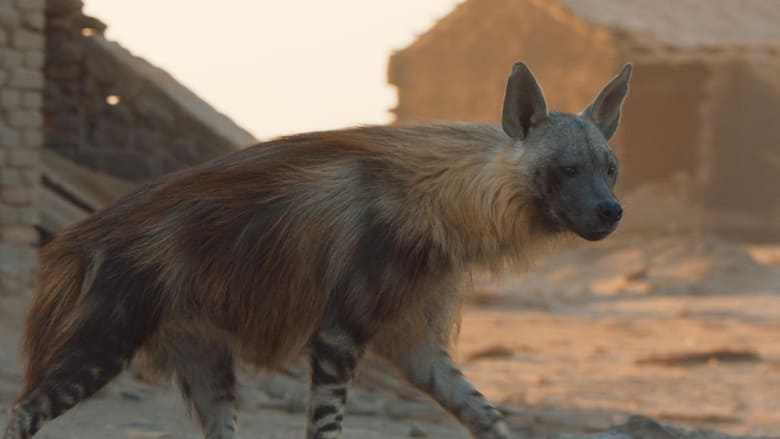 кадр из фильма Une hyène pas comme les autres